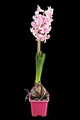 Hyacinthus orientalis