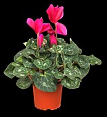 Cyclamen persicum