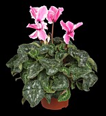 Cyclamen persicum