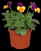 Viola cornuta