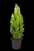 Chamaecyparis lawsoniana 'Ellwood´s Empire'