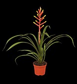 Guzmania dissitiflora