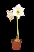 Hippeastrum