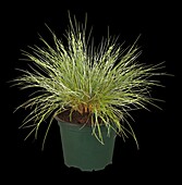 Festuca glauca