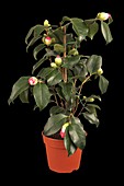Camellia japonica 'Francine'