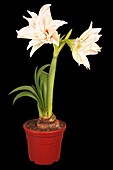 Hippeastrum, double