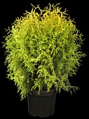 Thuja occidentalis Golden Globe