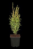 Juniperus communis 'Arnold'