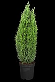 Chamaecyparis lawsoniana 'Ellwoodii'