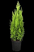 Chamaecyparis lawsoniana 'Ellwood´s Empire'