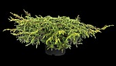 Juniperus communis 'Repanda'