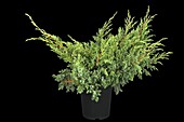 Juniperus squamata 'Blue Swede'