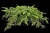 Juniperus conferta 'Schlager'