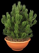 Pinus heldreichii 'Compact Gem'