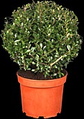 Ilex crenata 'Stokes'