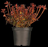 Rhododendron obtusum 'Maruschka'®