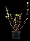 Physocarpus opulifolius 'Diabolo' ®