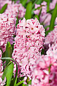 Hyacinthus orientalis Fondant