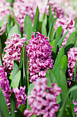 Hyacinthus orientalis 'Anna Liza'