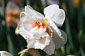 Narcissus 'Acropolis'