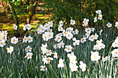 Narcissus poeticus 'Actaea'