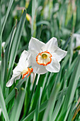 Narcissus 'Audubon'