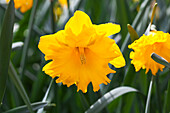 Narcissus Eclatant