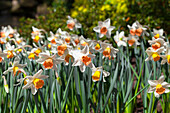 Narcissus 'Las Vegas'