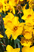 Narcissus 'Marieke'