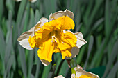 Narcissus Orangery