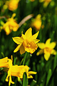 Narcissus cyclamineus Tête à Tête