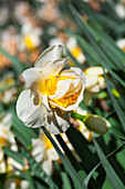 Narcissus 'Unique'