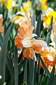 Narcissus 'Apple Pie'