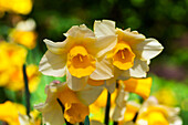 Narcissus 'Golden Echo'