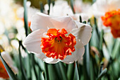 Narcissus Precocious