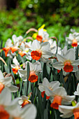 Narcissus cyclamineus 'Reggae'