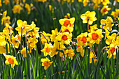 Narcissus 'Zaaling Oranje Geel'