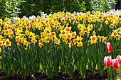 Narcissus 'Zaaling Oranje Geel