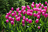 Tulipa 'Aafke'