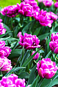 Tulipa 'Color Burst'