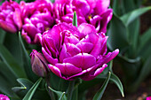 Tulipa 'Color Burst'