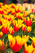 Tulipa 'Fire Wings'