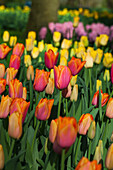 Tulipa 'Orange Dynasty'