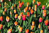 Tulipa 'Orange Dynasty'