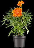 Tagetes