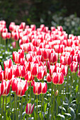 Tulipa 'Candy Apple Delight'