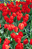 Tulipa 'Lalibela'