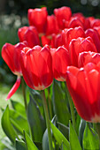 Tulipa 'Rosy Delight'