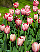 Tulipa 'Salmon Impression'