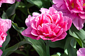 Tulipa 'Dior'